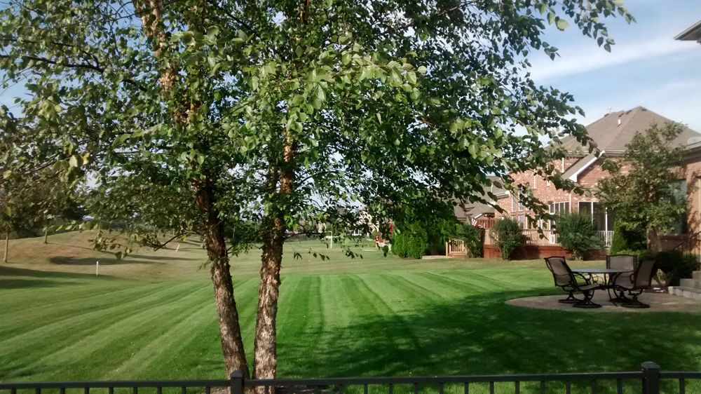 A lush green lawn with a fence in the foreground and a house in the background.