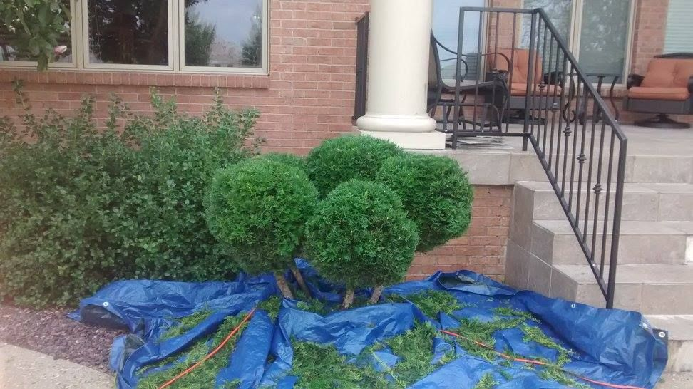 A bunch of bushes are sitting on top of a blue tarp in front of a house.