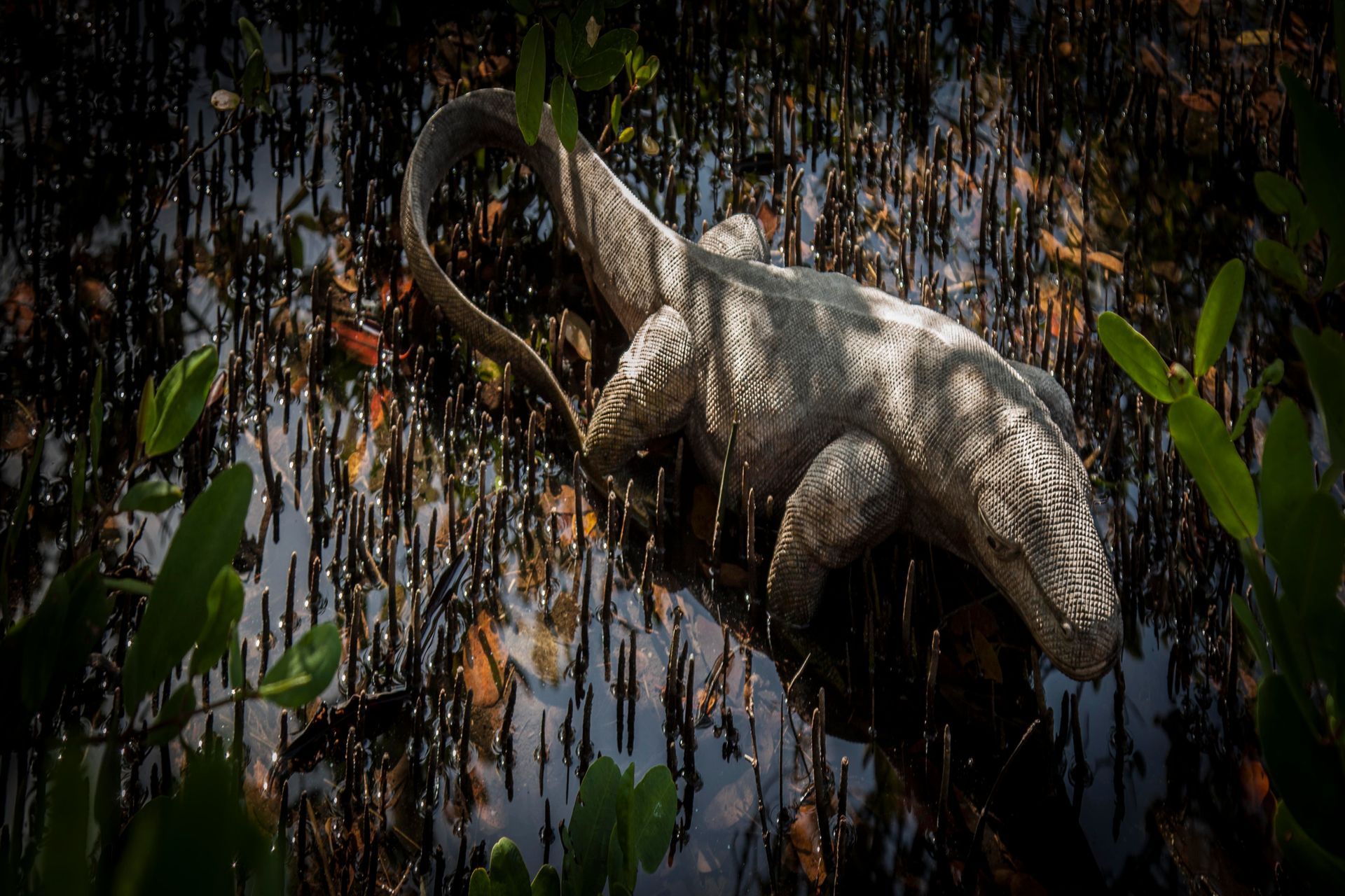 Dragón de Komodo, una presencia fascinante en Isla Barú