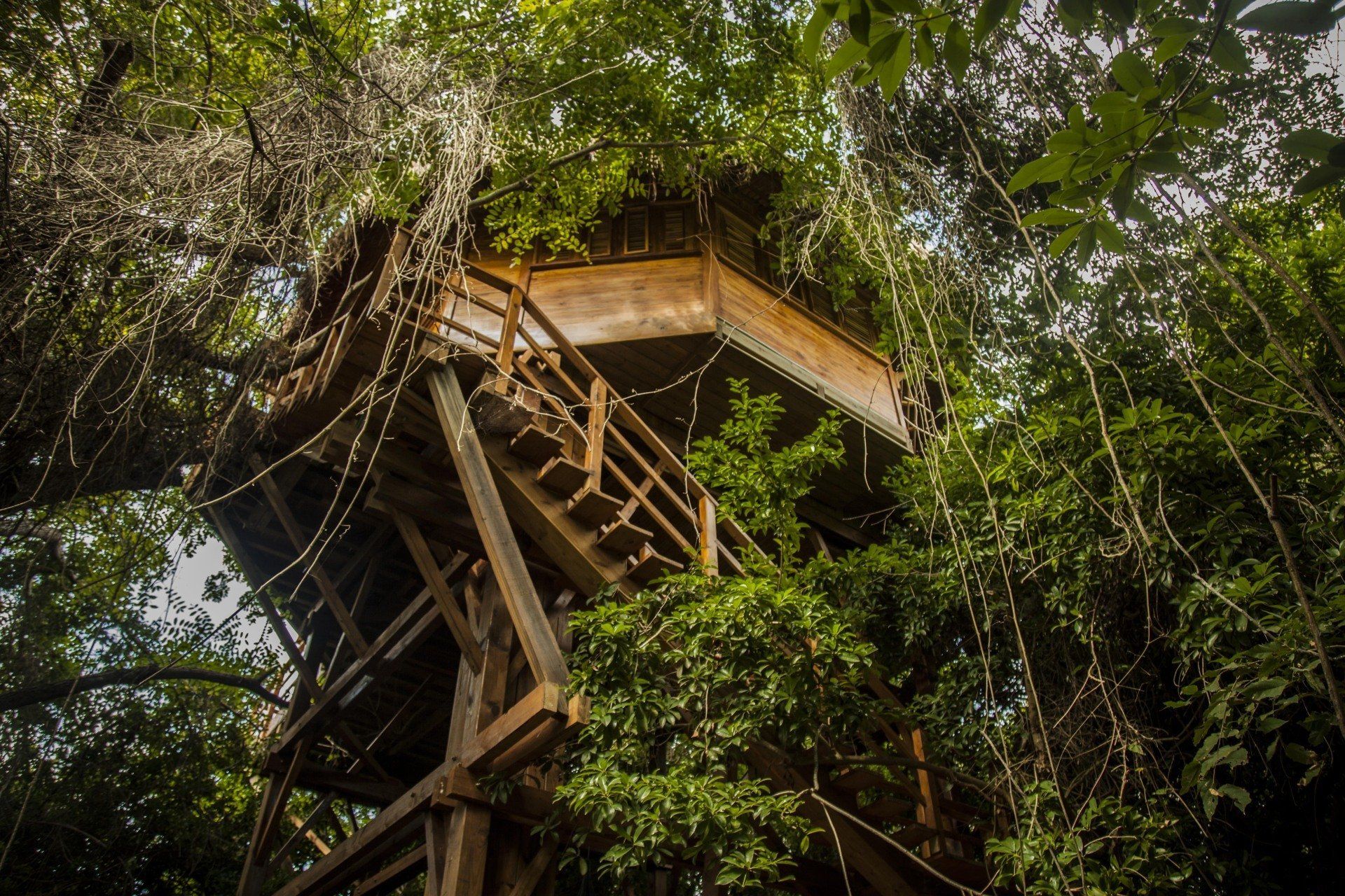 Grand Tree top bungalow