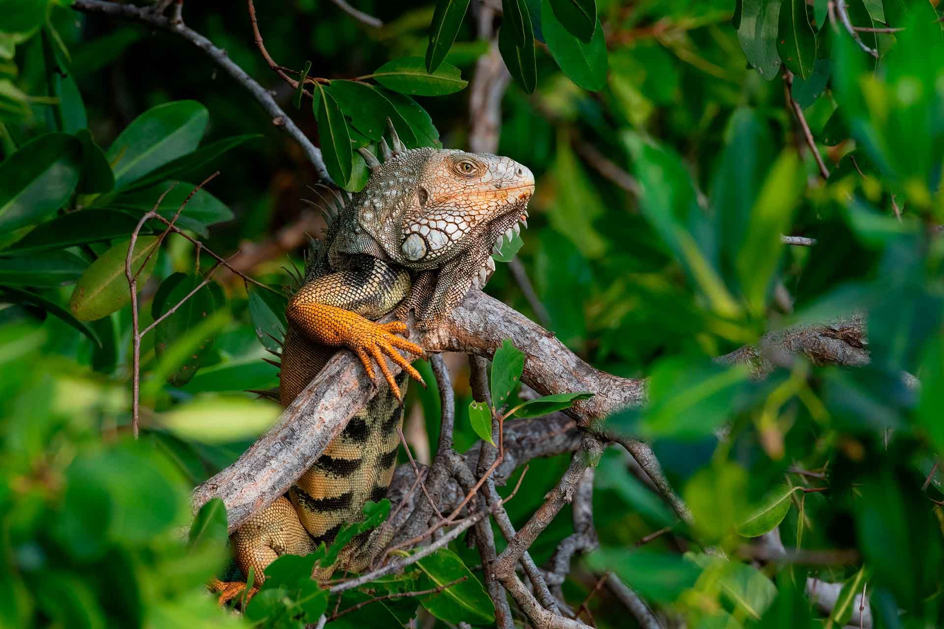 Iguana descansando entre los árboles del Hotel Las Islas