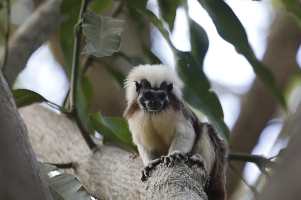Mono tití de cabeza blanca descansando en un árbol en el Hotel Las Islas