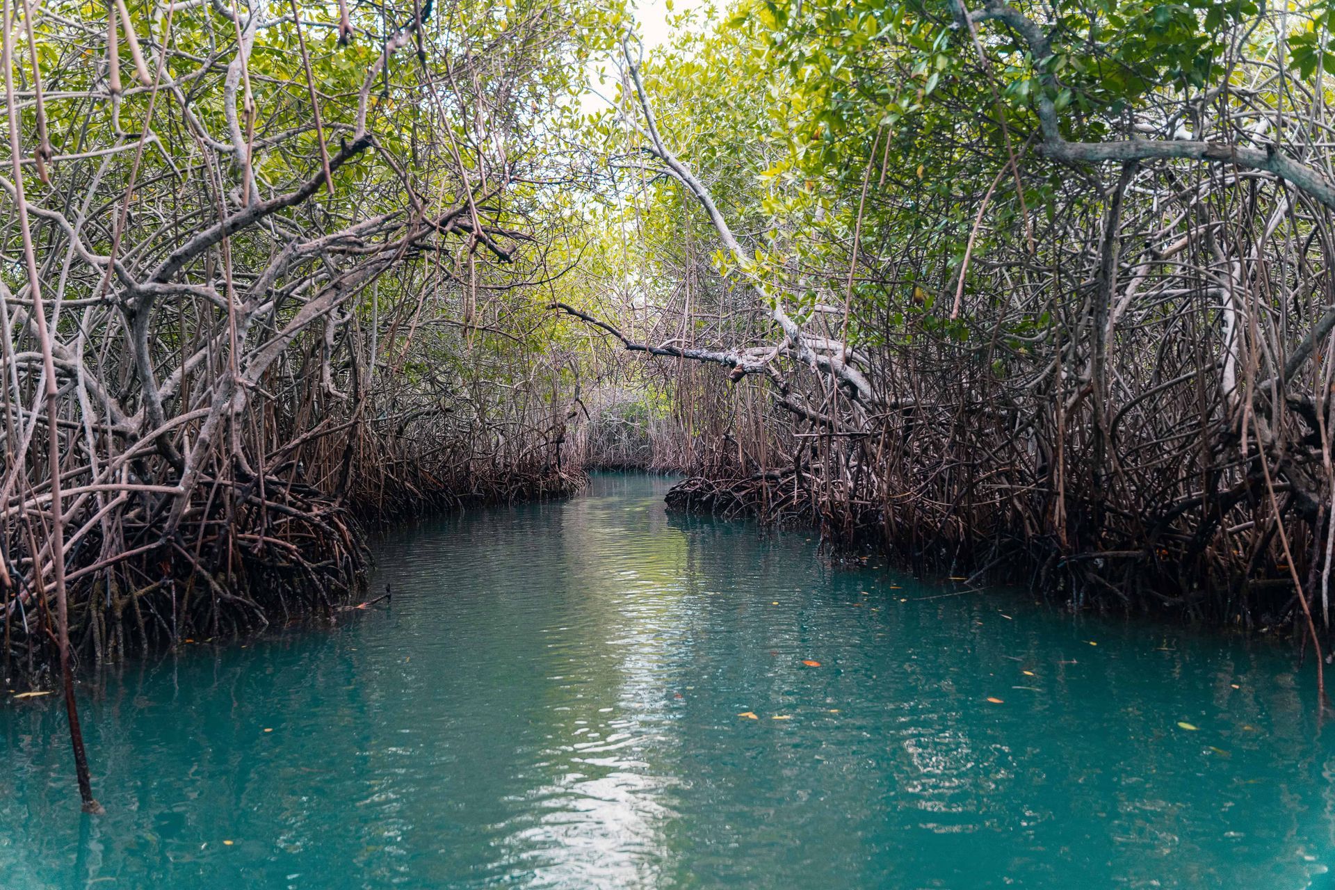 Manglares en Hotel Las Islas, un hábitat natural que alberga aves, peces y especies únicas del Caribe colombiano
