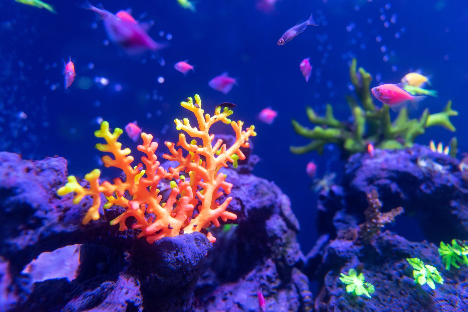 Cámara de neuroestimulación, Las Islas