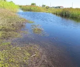 a small river surrounded by tall grass and shrubs in a swamp