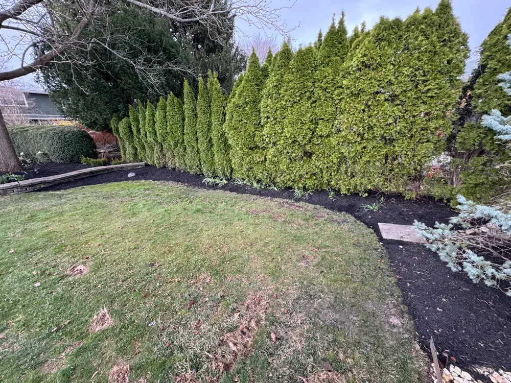 A lush green yard with a fence and trees in the background.