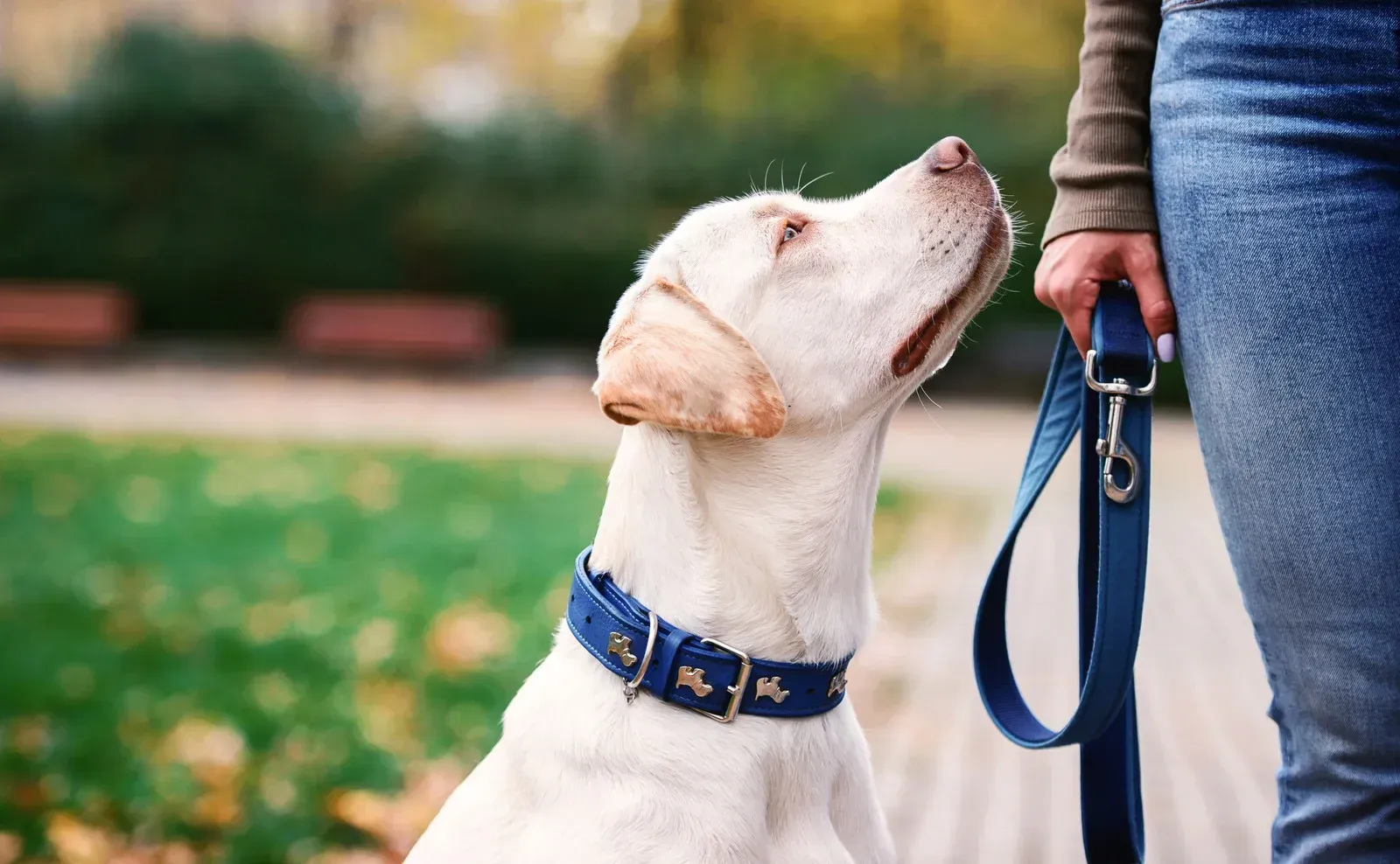 Yellow Labrador dog looking up at person holding leash. Park setting.