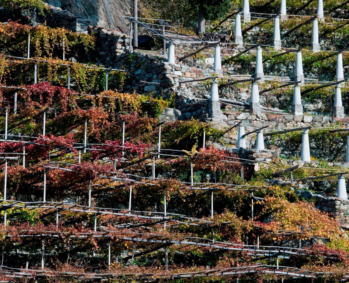 Viticoltura eroica su muretti a secco, vigneti della Valle d’Aosta.