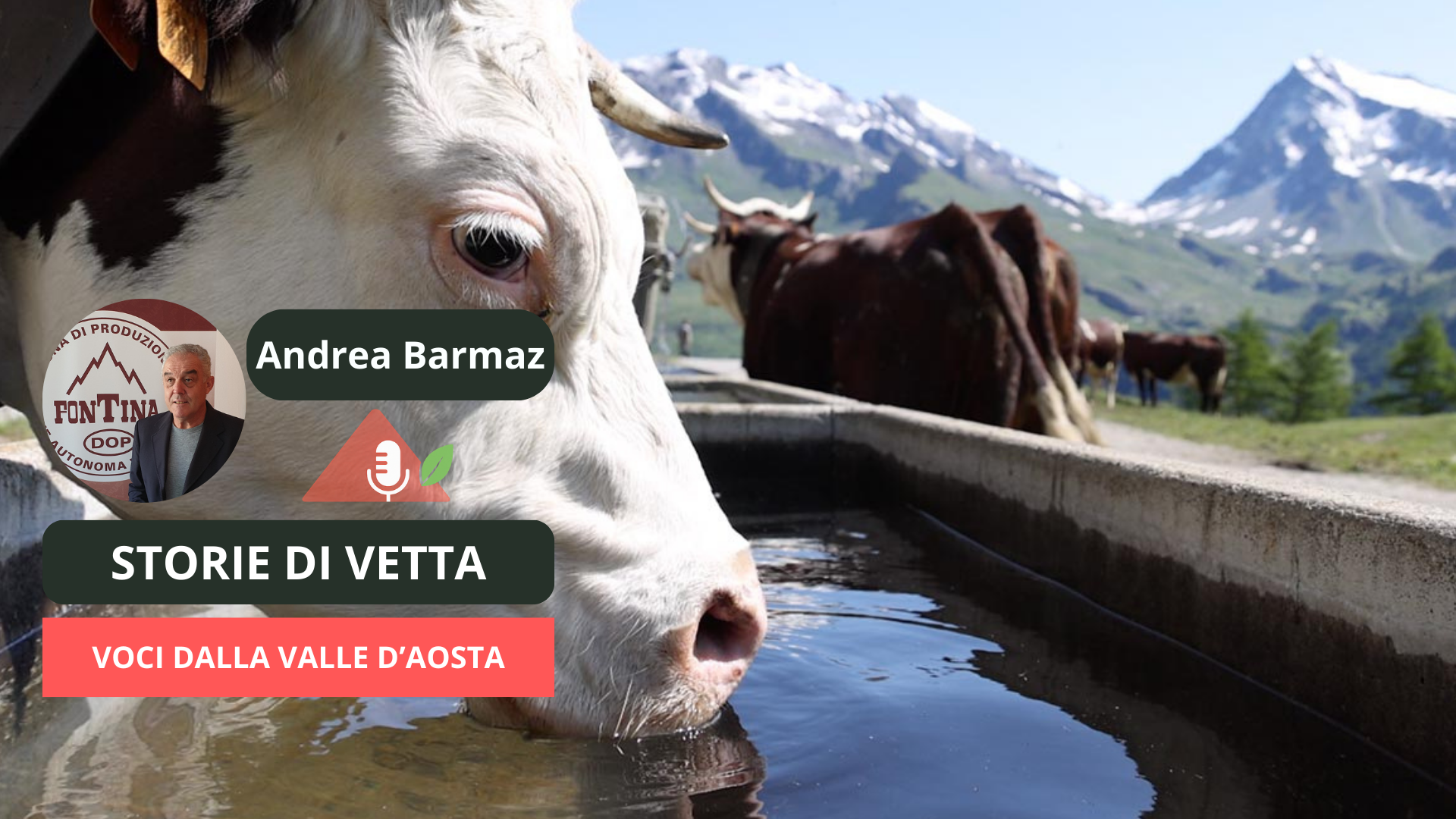 Mucca che beve acqua sorgiva in un alpeggio di alta quota, con miniatura di Andrea Barmaz e grafica 