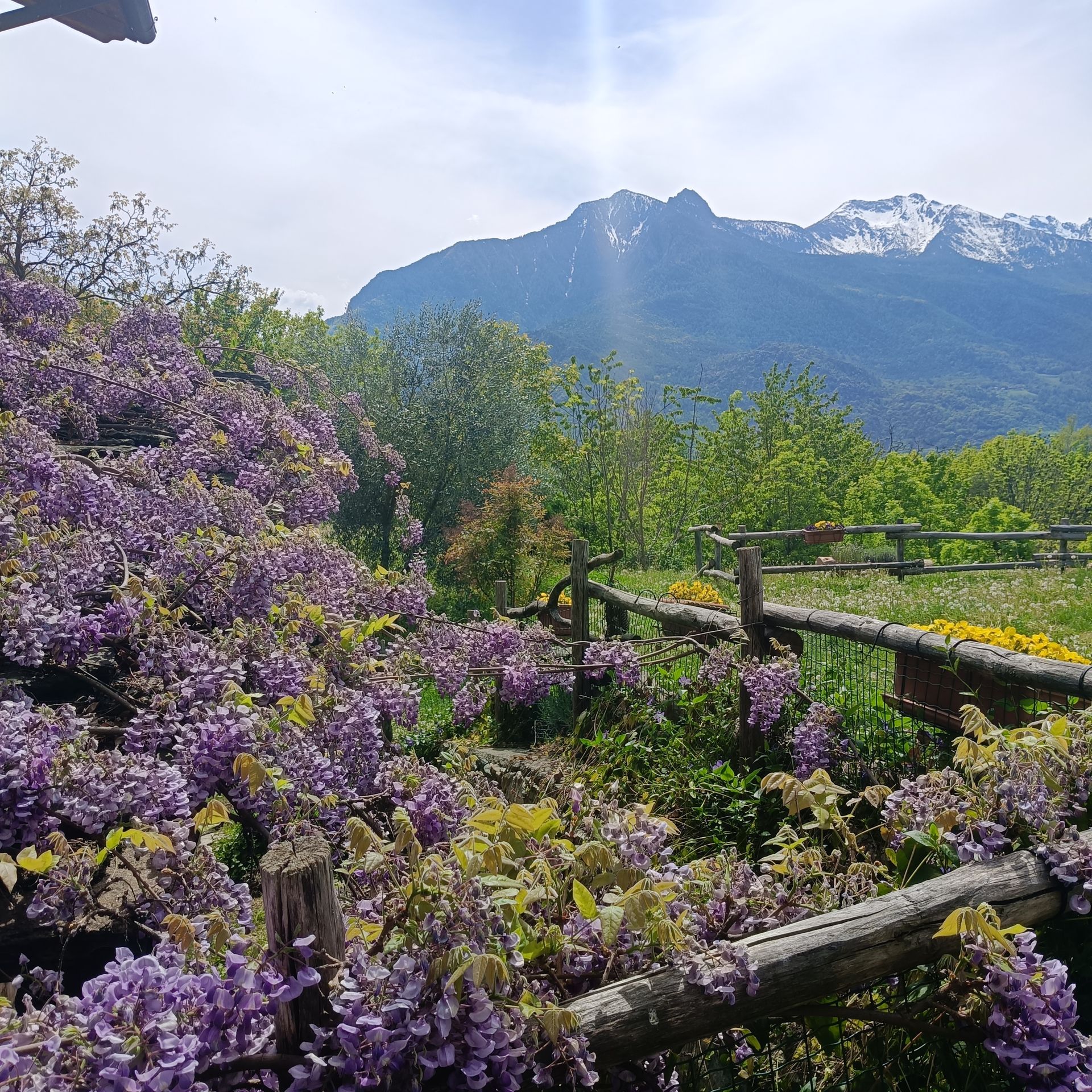 Wisteria in bloom in Moron with valley views over Saint-Vincent, Aosta Valley