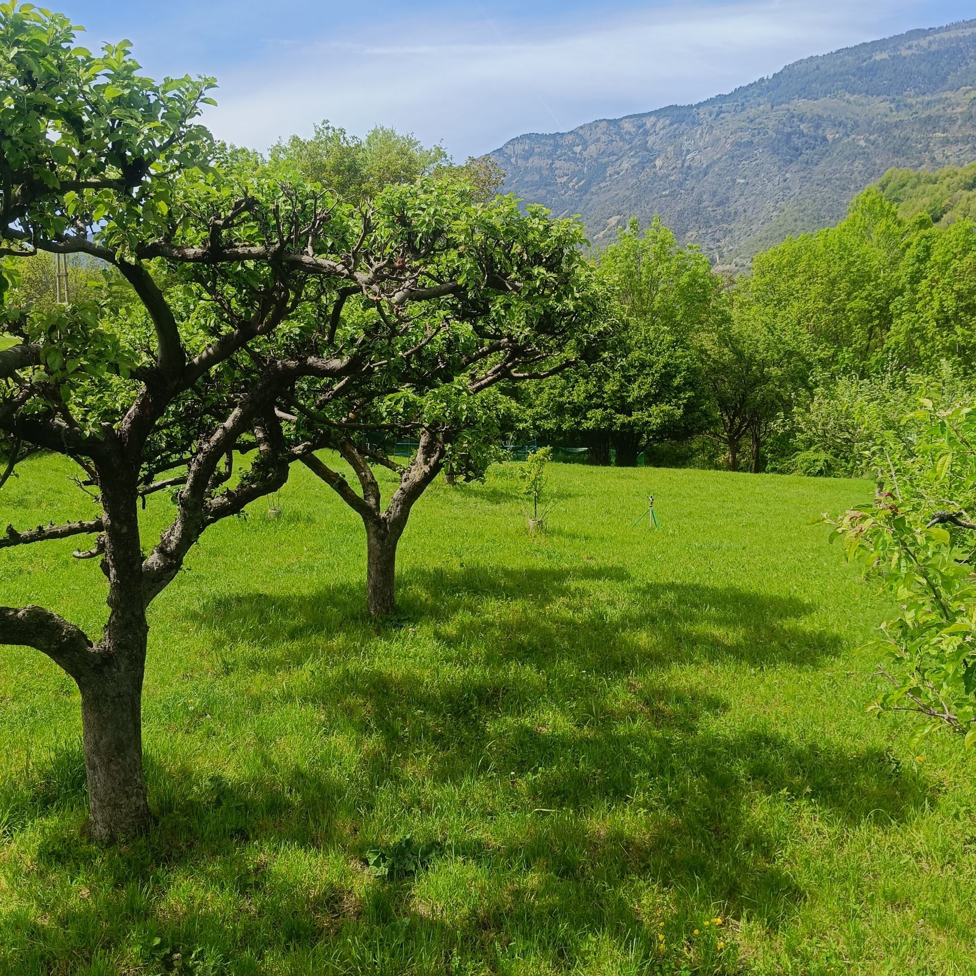 Orchard in Moron with views of Mount Zerbion, Aosta Valley