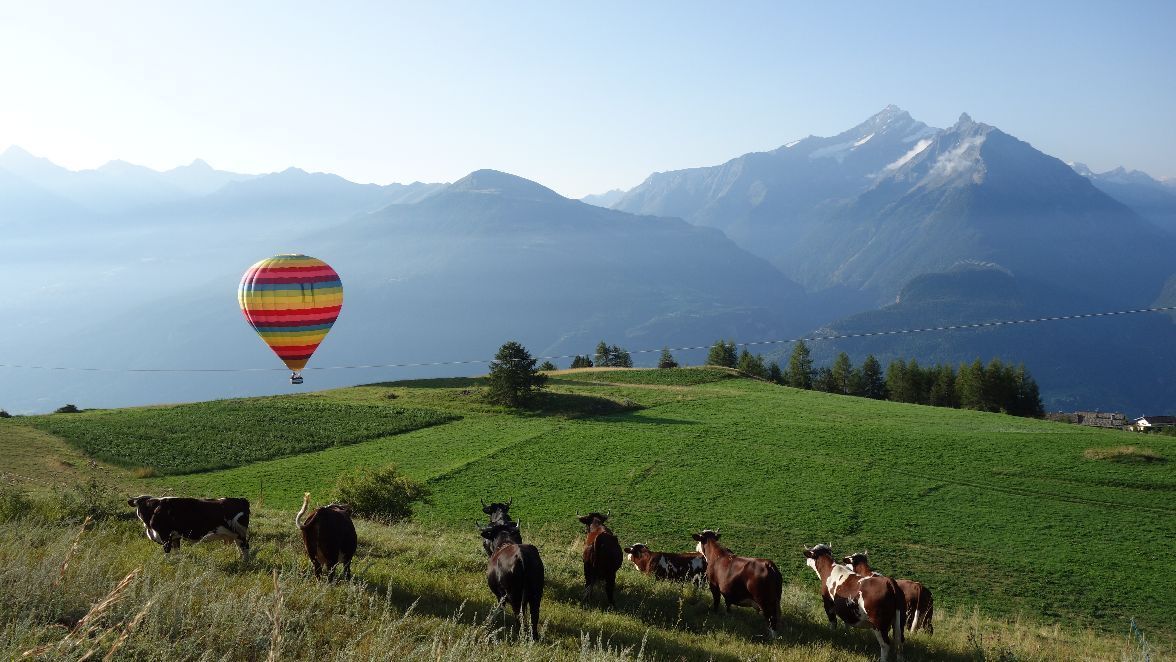 Montgolfière survolant un pâturage alpin avec des vaches dans la Vallée d’Aoste