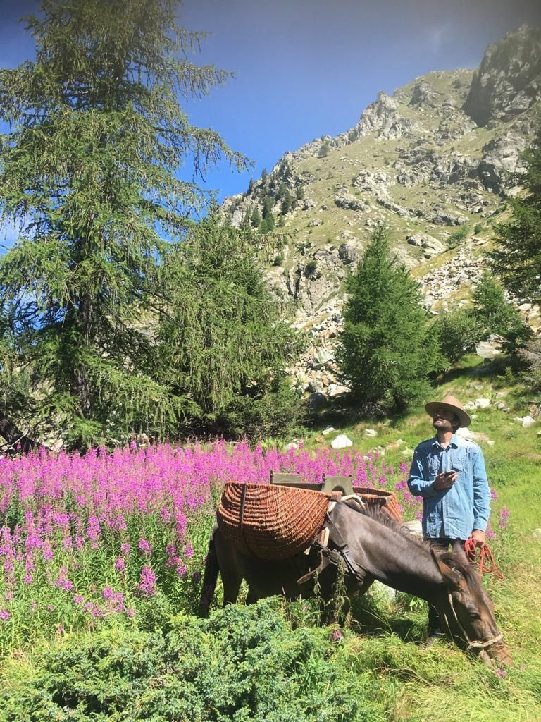 Margherita, la mule du film, en randonnée avec le guide sur les sentiers de Brusson