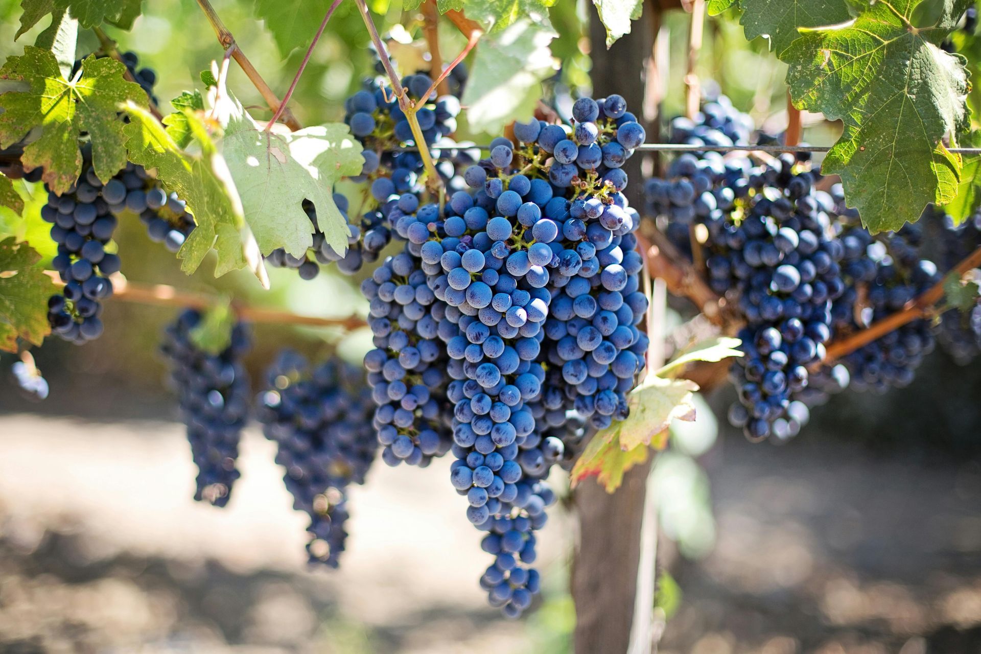  Festa dell’Uva di Chambave 2025, celebrazione del Moscato Bianco con degustazioni, musica e tradizioni valdostane.