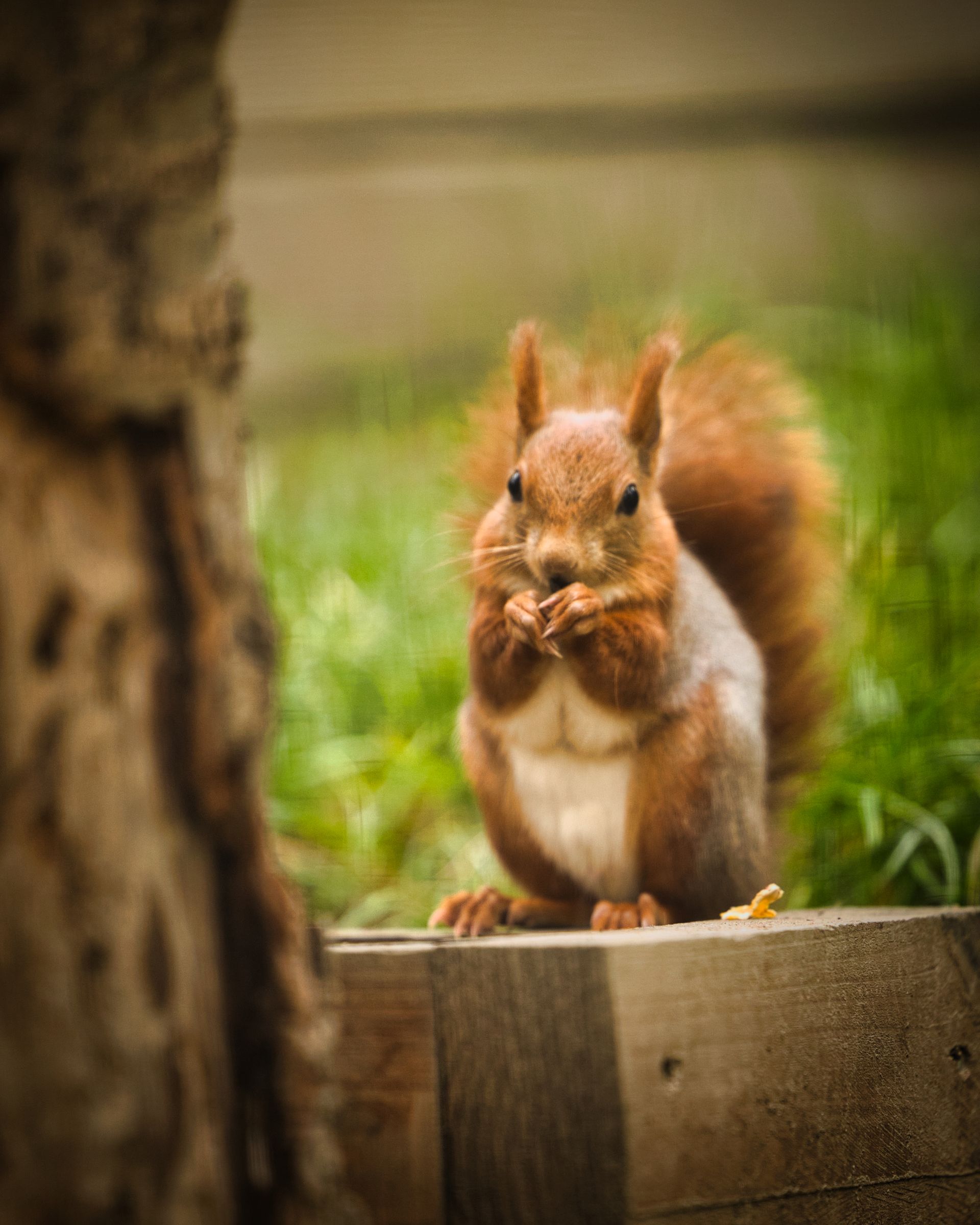 Rencontre avec les animaux dans un parc faunistique alpin