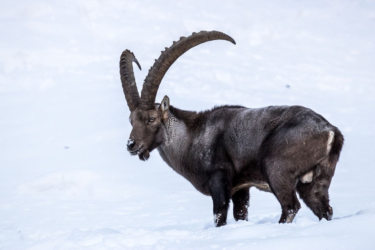 Bouquetin alpin debout sur la neige