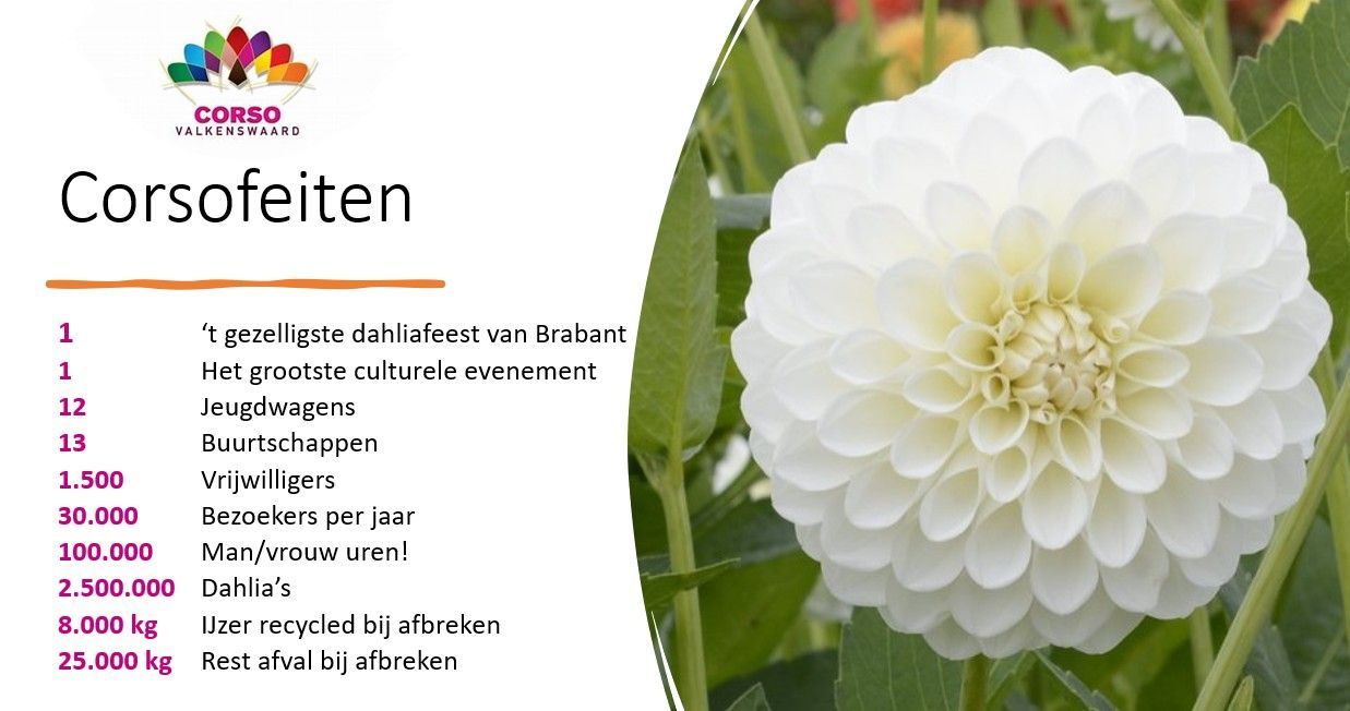 Bloemetiket voor Corsofeiten met een witte dahlia en verzorgingsinstructies aan de linkerkant.