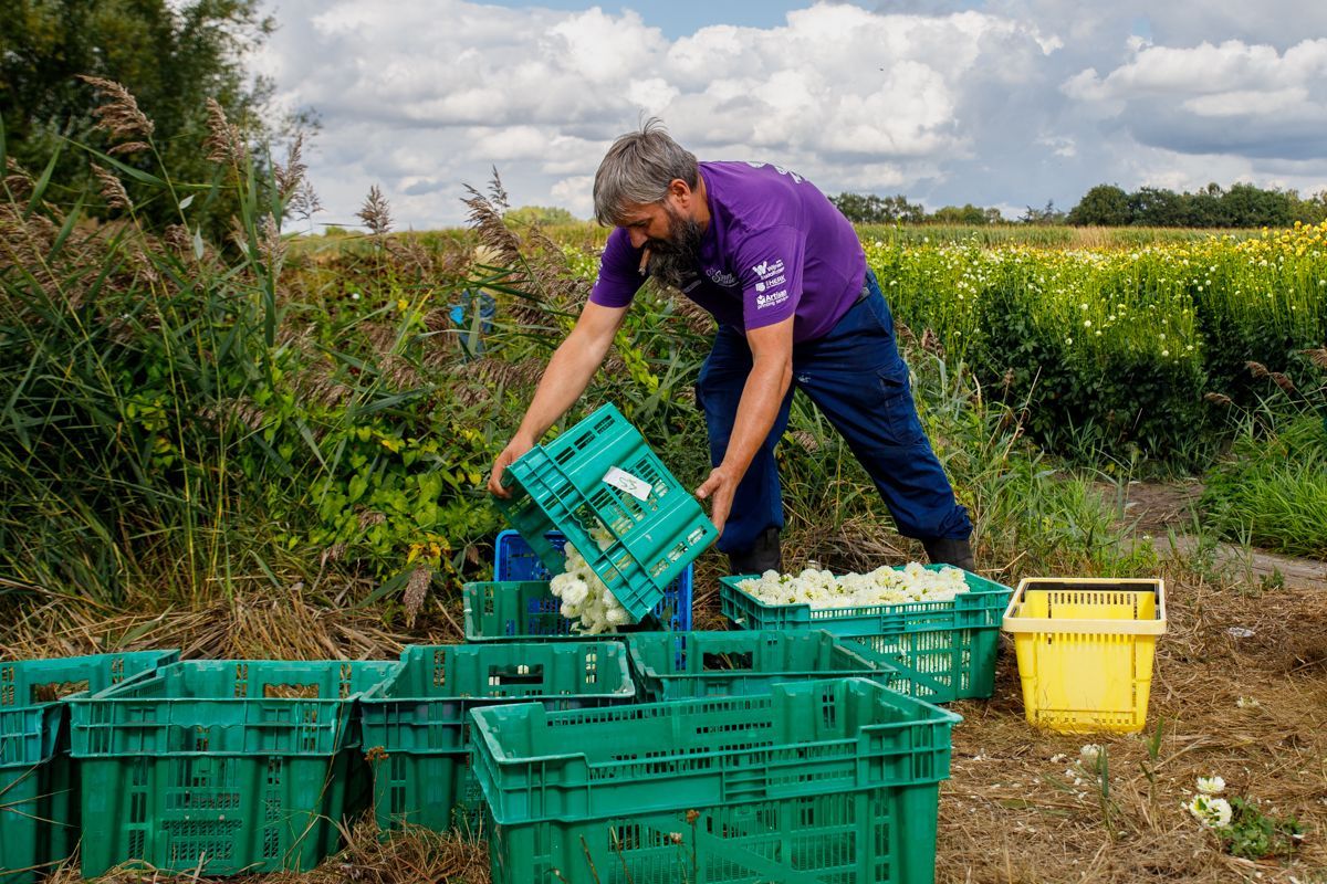Een persoon in een paars shirt sorteert groene kratten in een veld, met een gele krat ernaast.