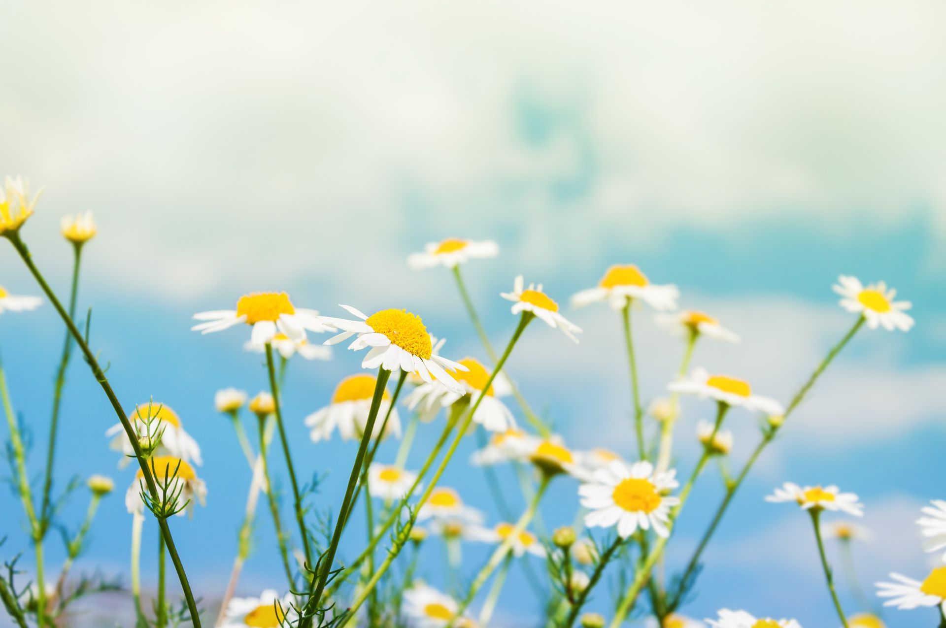A field of daisies with a blue sky in the background