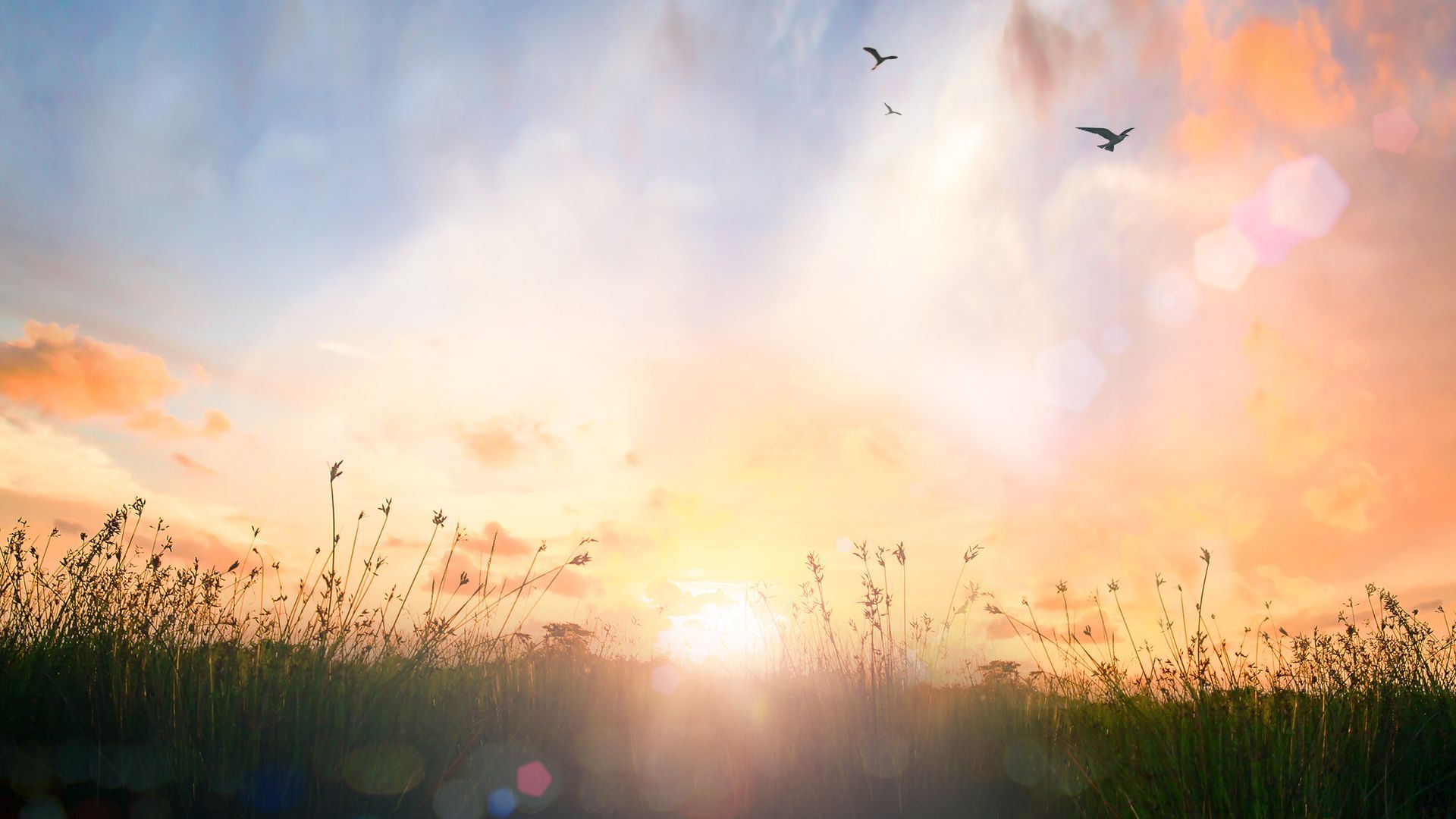 The sun is setting over a field of tall grass with birds flying in the sky.