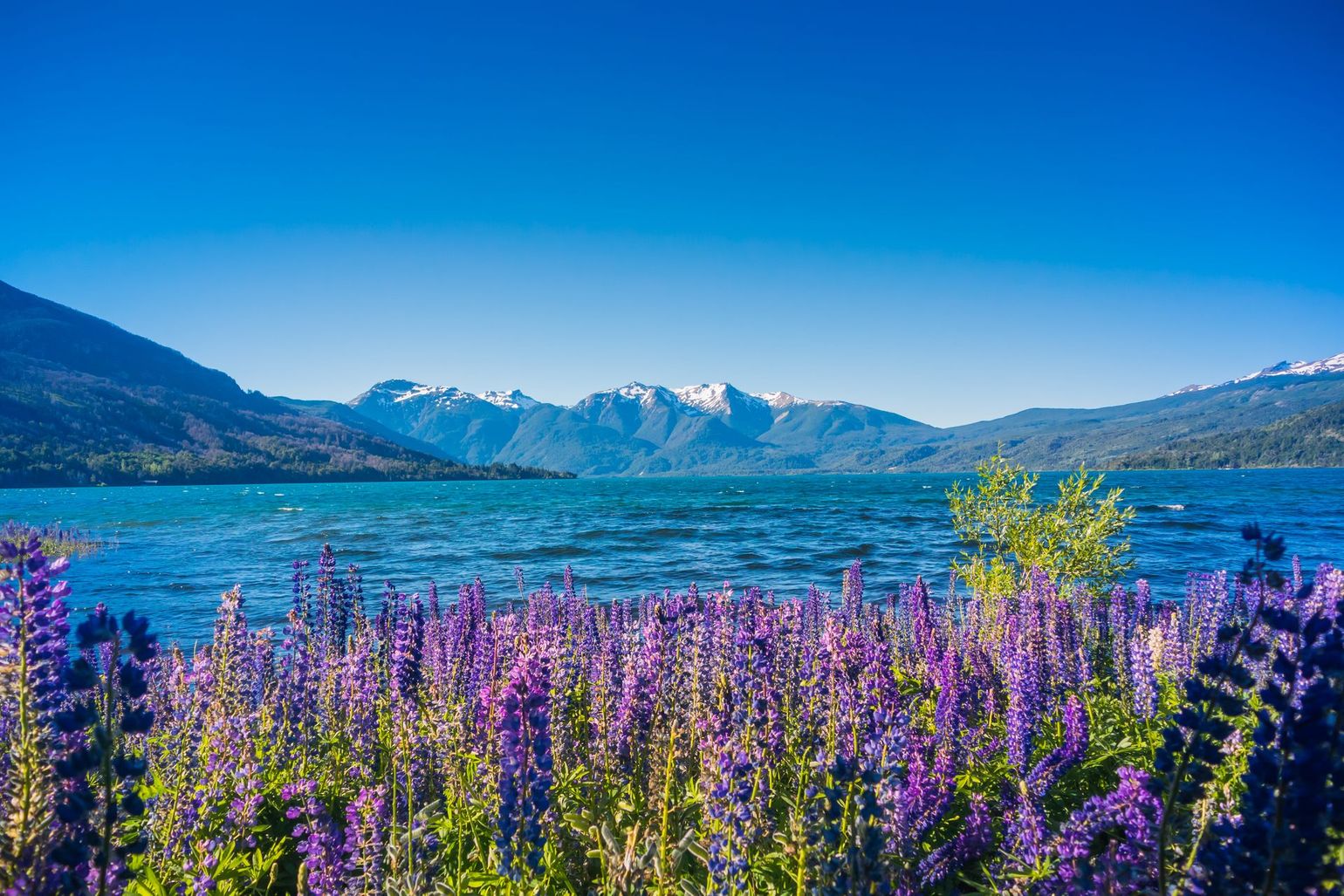 A lake with mountains in the background and purple flowers in the foreground.