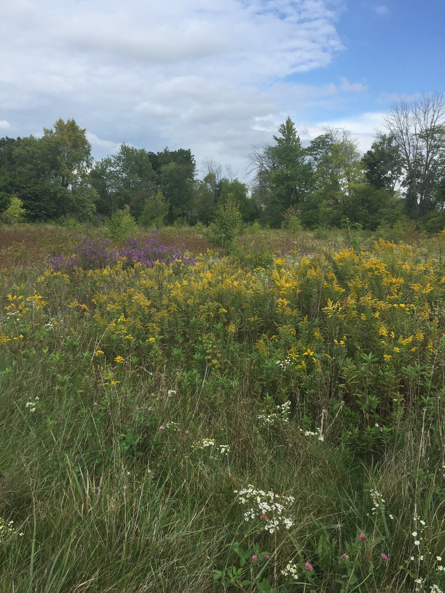Natural Area The New Bremen Foundation