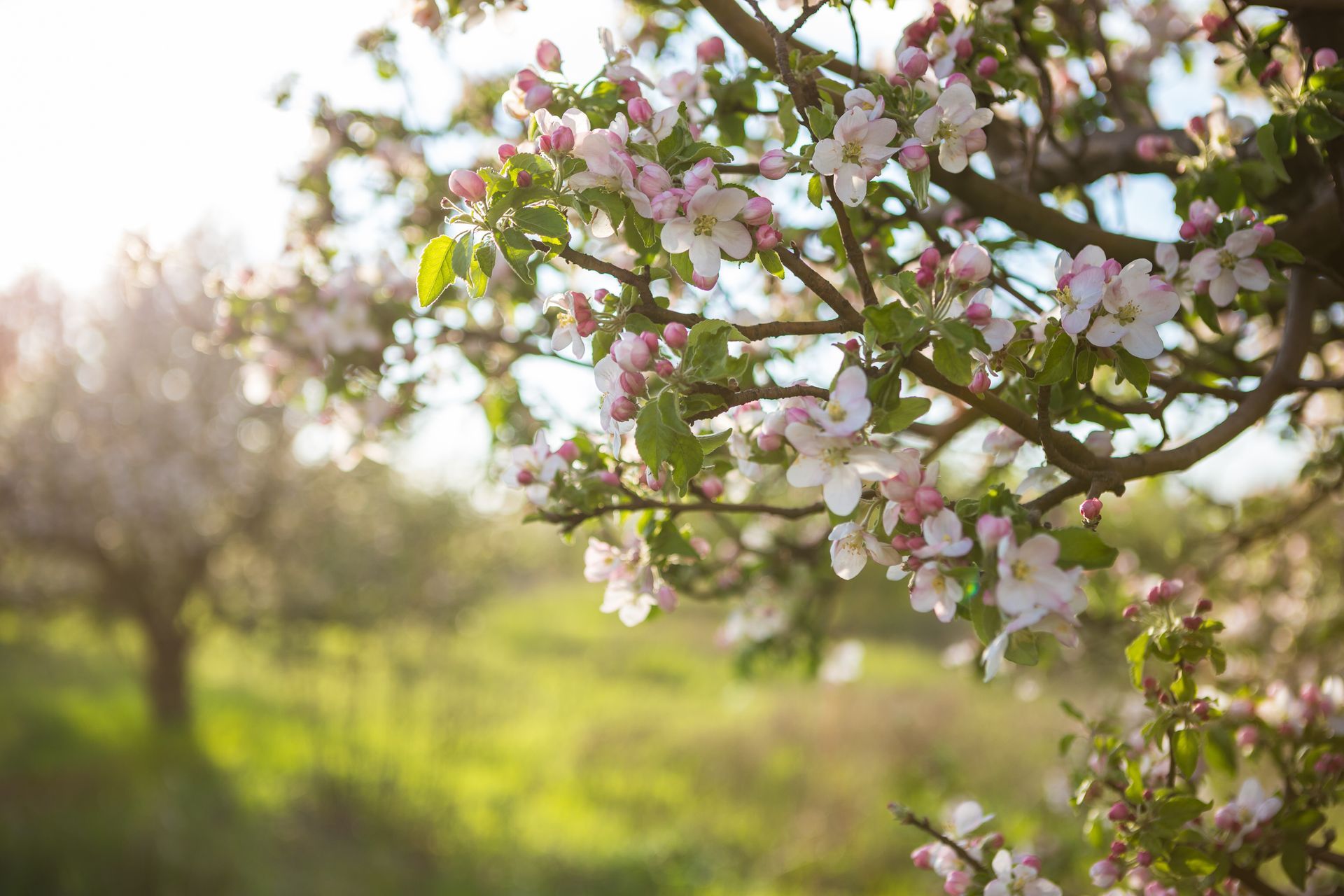 Pink blossoms on a tree branch against a soft, sunlit green background