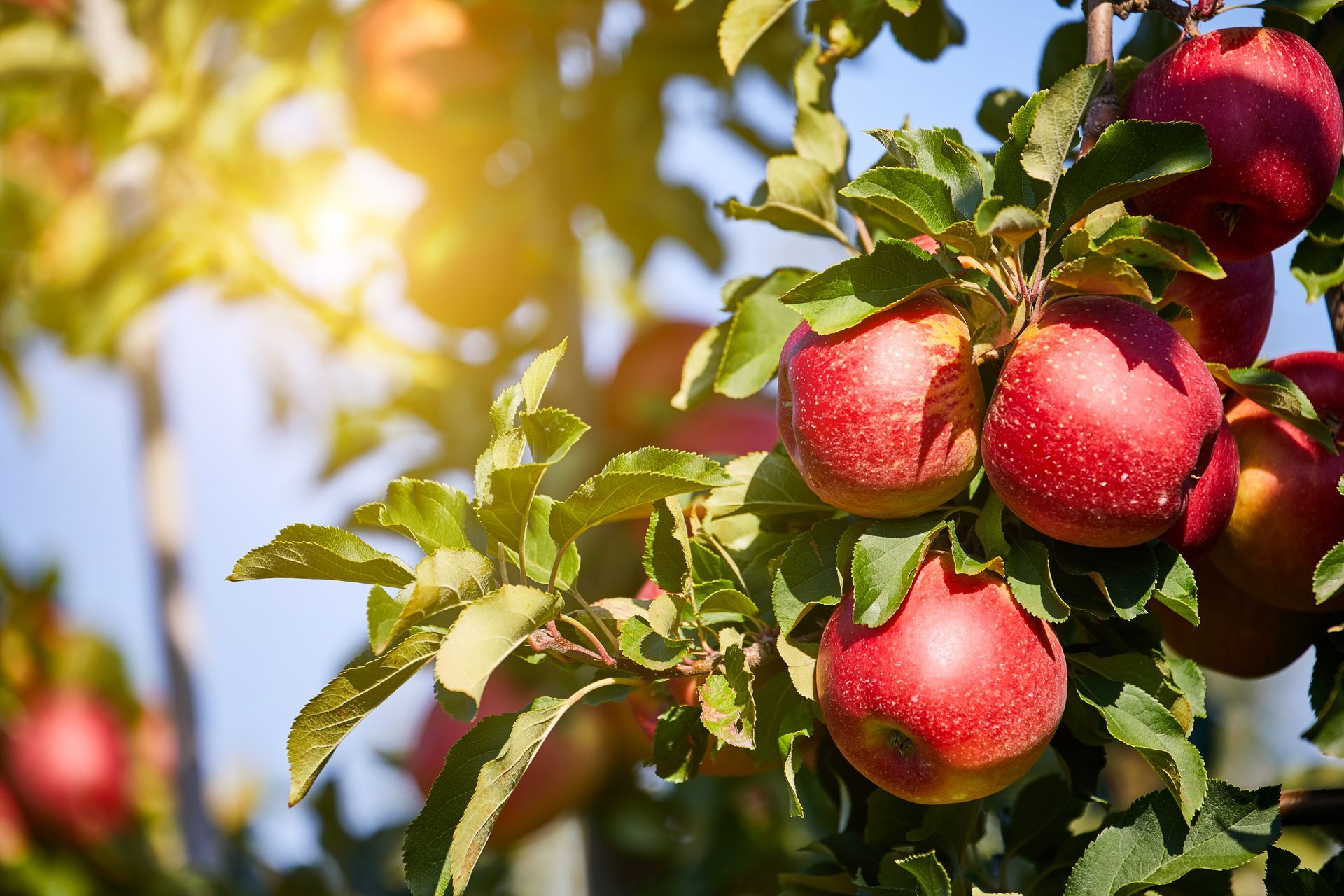 Sunlit red apples hanging on a tree branch with green leaves