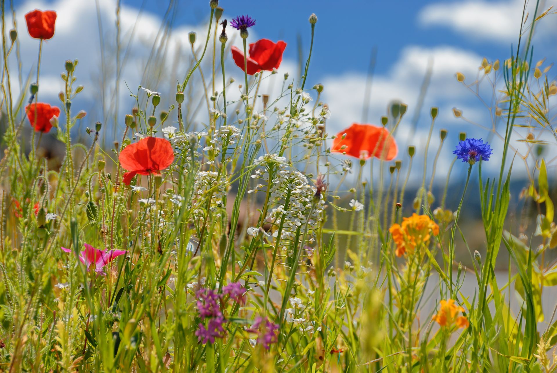 Wildflowers in a meadow under a blue sky with clouds, including red poppies and blue cornflowers