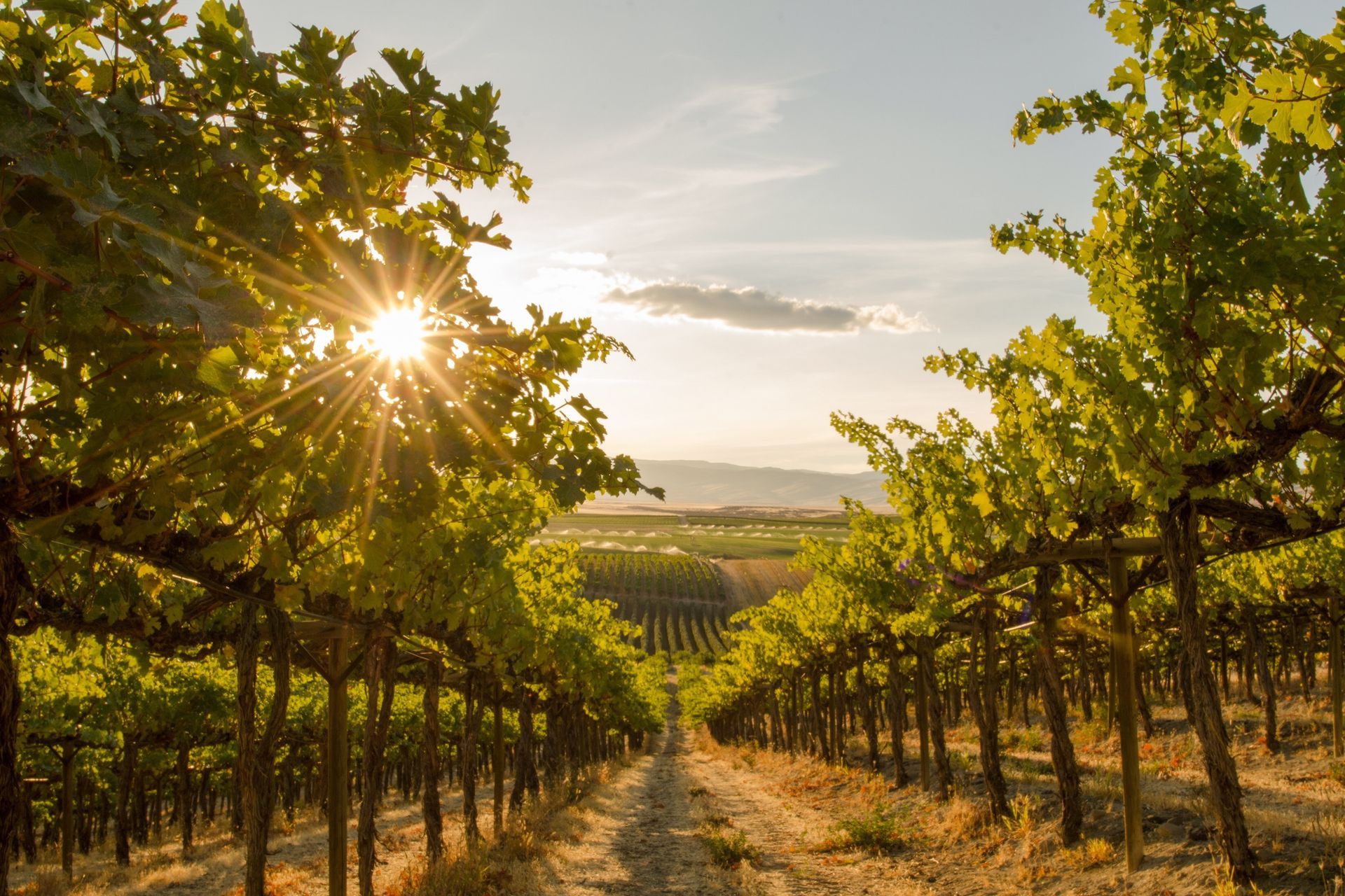 Sunlit vineyard rows at sunset with a dirt path leading into the distance