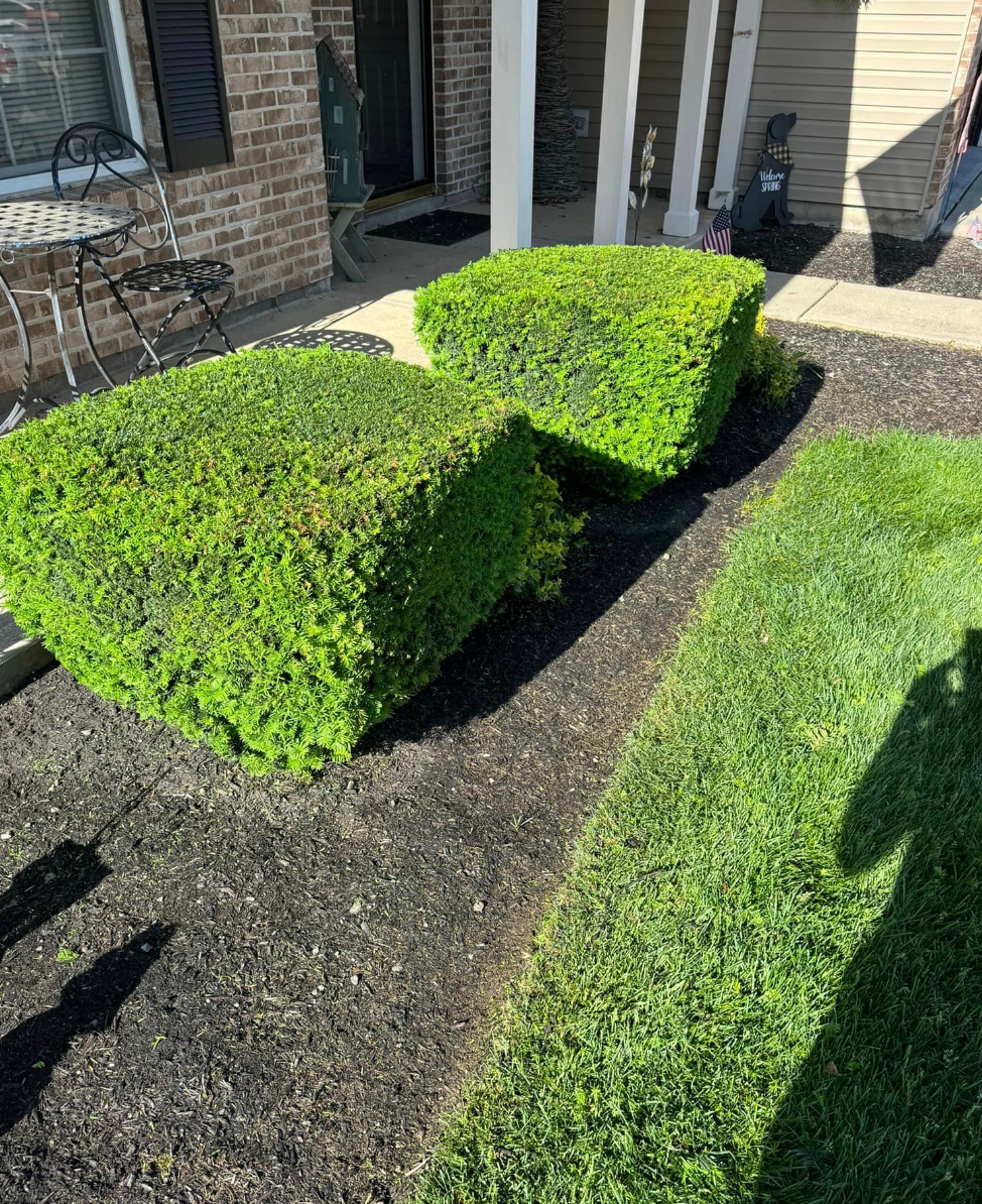 A couple of hedges sitting on top of a lush green lawn in front of a house.