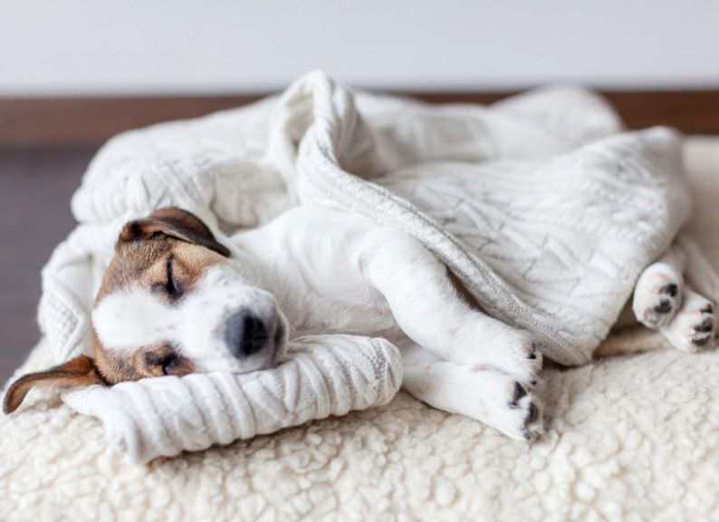 A puppy asleep under a soft knitted blanket