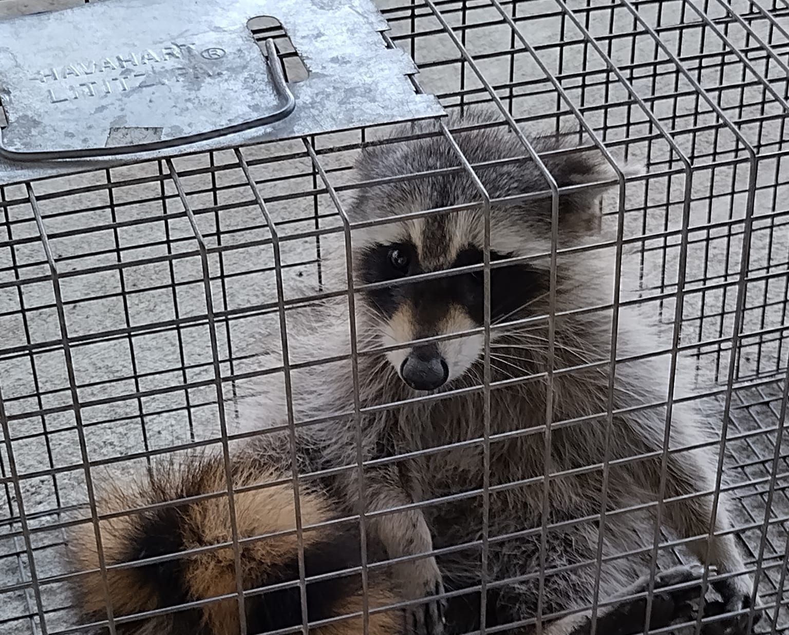 A raccoon is laying in a wire cage.