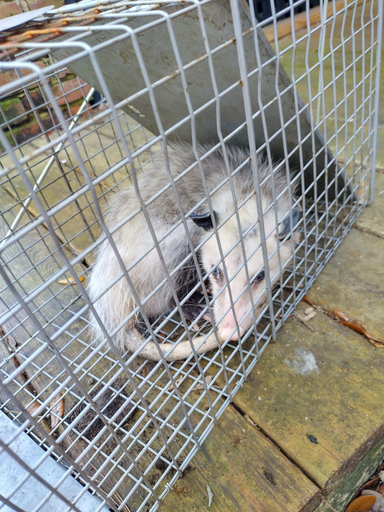 An opossum is laying in a wire cage on a wooden deck.