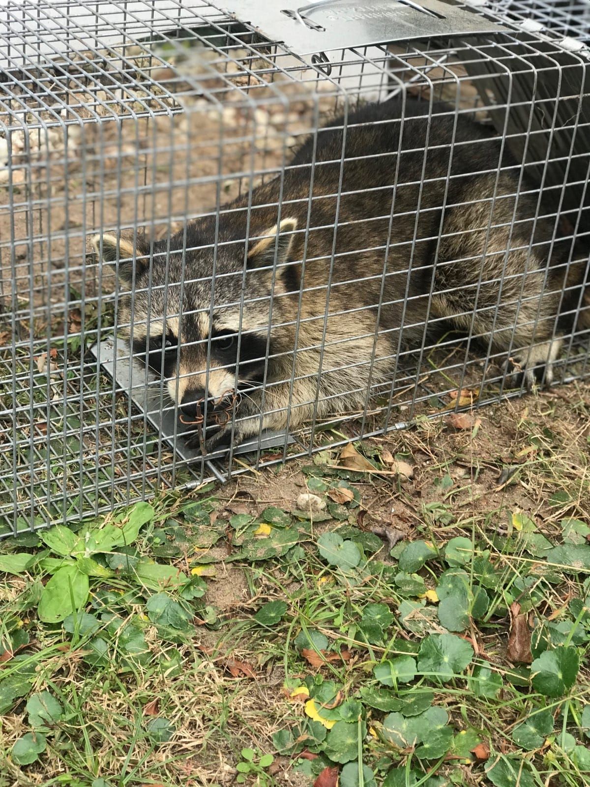 A raccoon is laying in a cage on the ground.