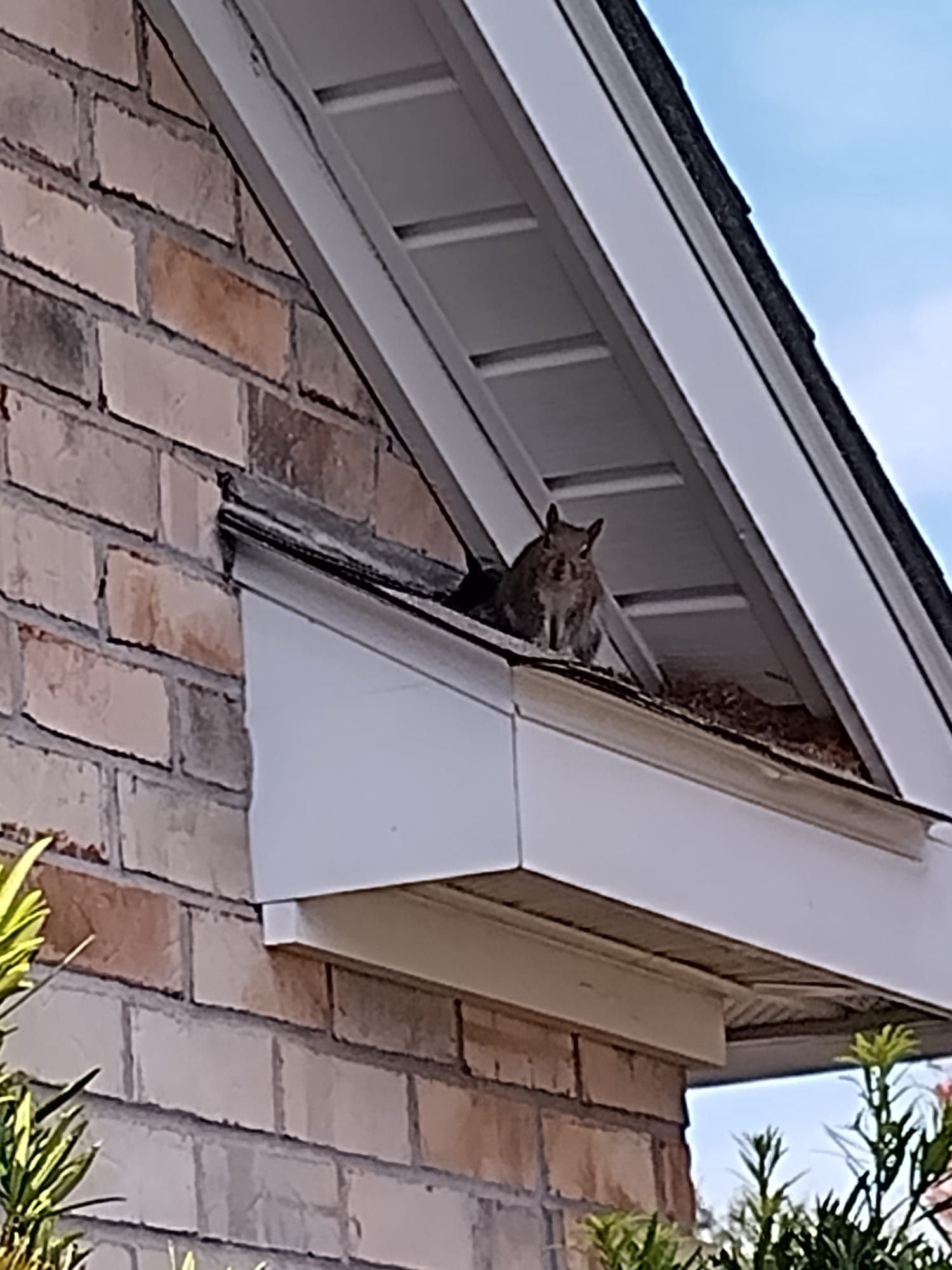 A cat is sitting on the roof of a brick building.