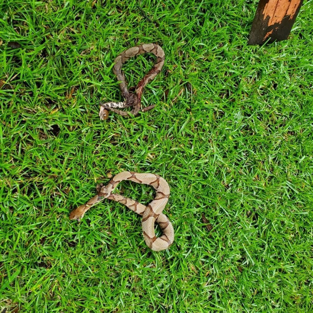 Snake