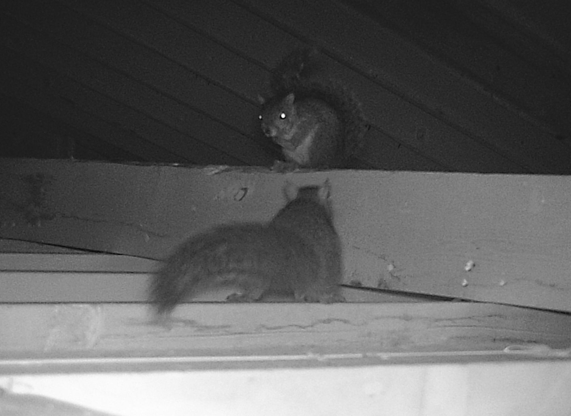 A black and white photo of two squirrels on a roof.