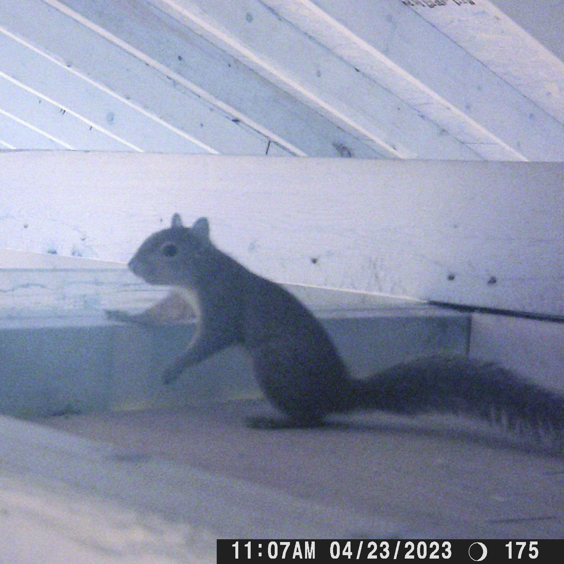 A black and white photo of a squirrel taken on 04/23/23