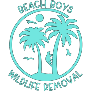A logo for Beach Boys Wildlife Removal with palm trees and birds