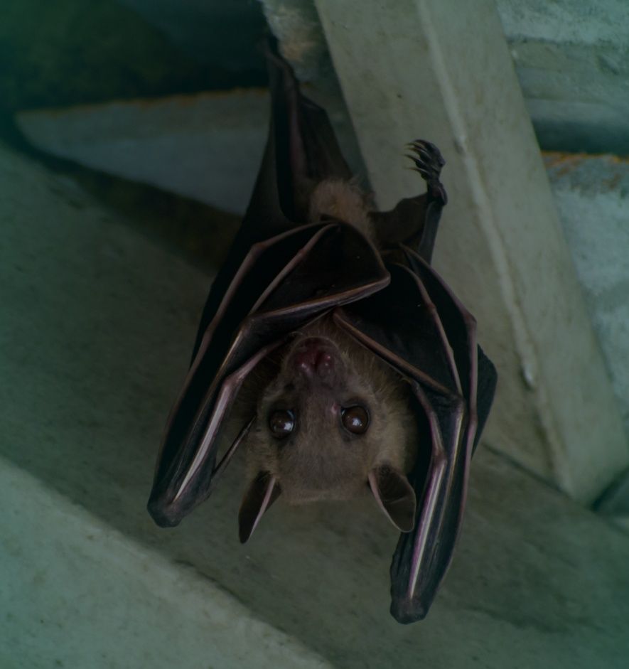 A bat is hanging upside down and looking at the camera.