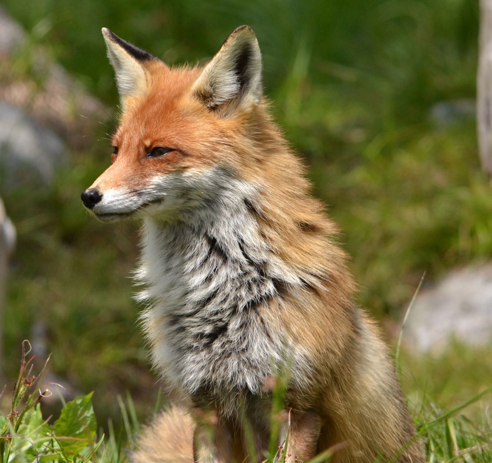A red fox is sitting in the grass looking at the camera.