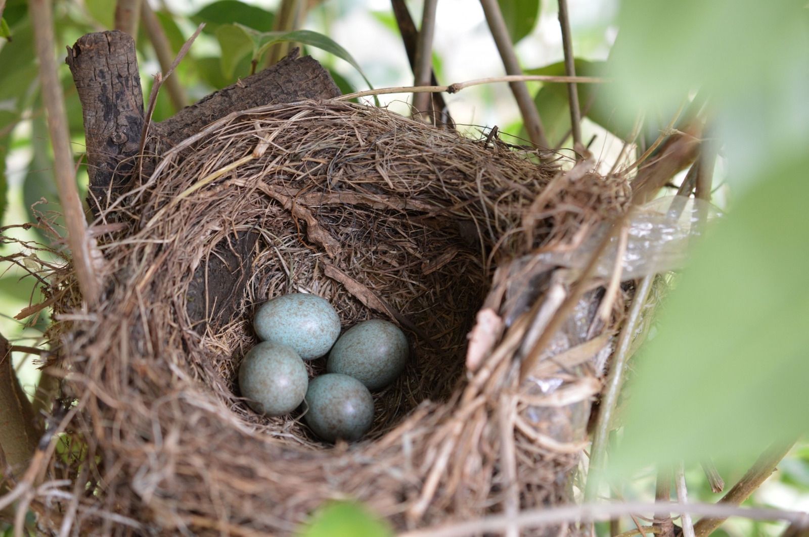 A bird nest with four eggs in it is sitting on a tree branch.