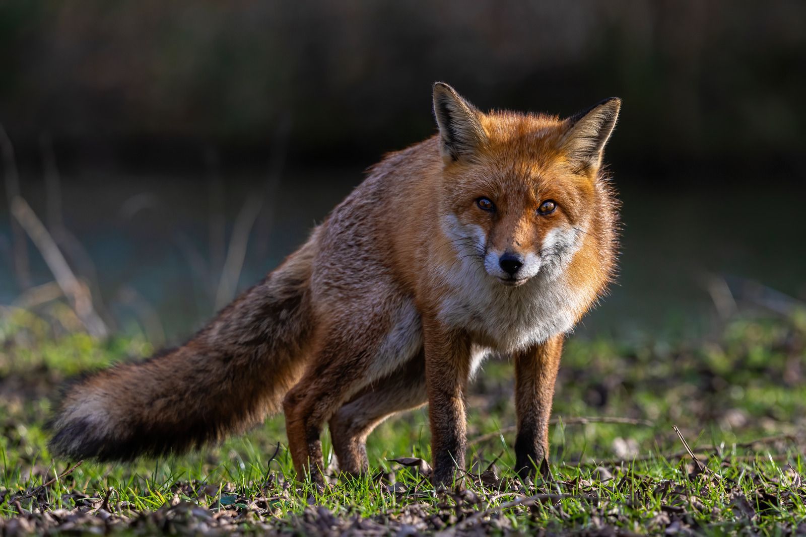 A red fox is standing in the grass looking at the camera.