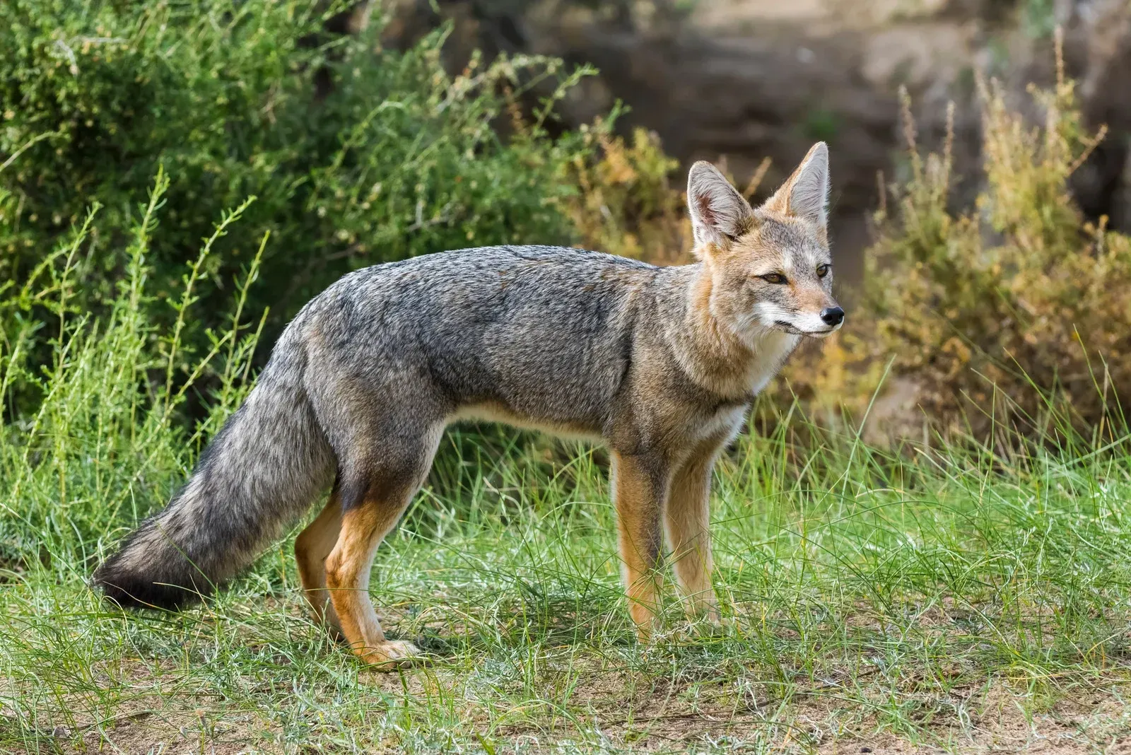 A small fox is standing in the grass looking at the camera.