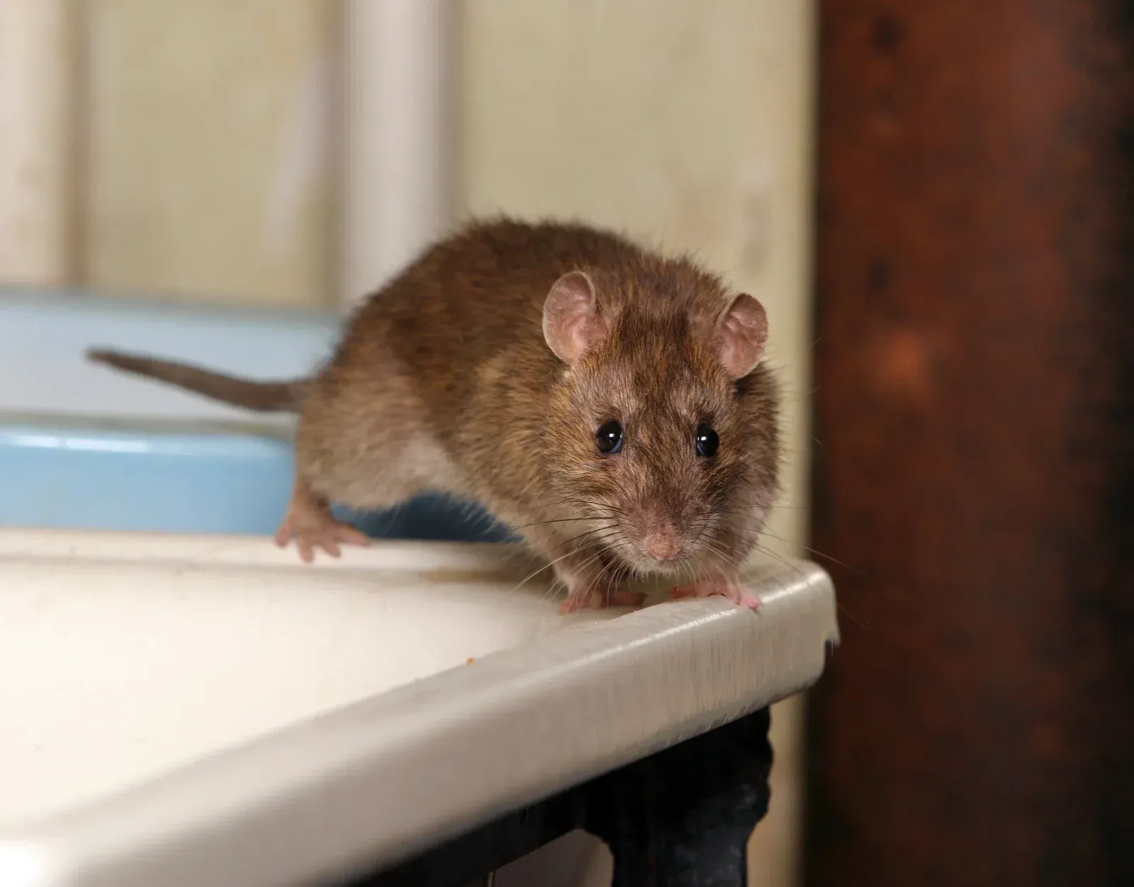 A brown rat is standing on top of a white counter.