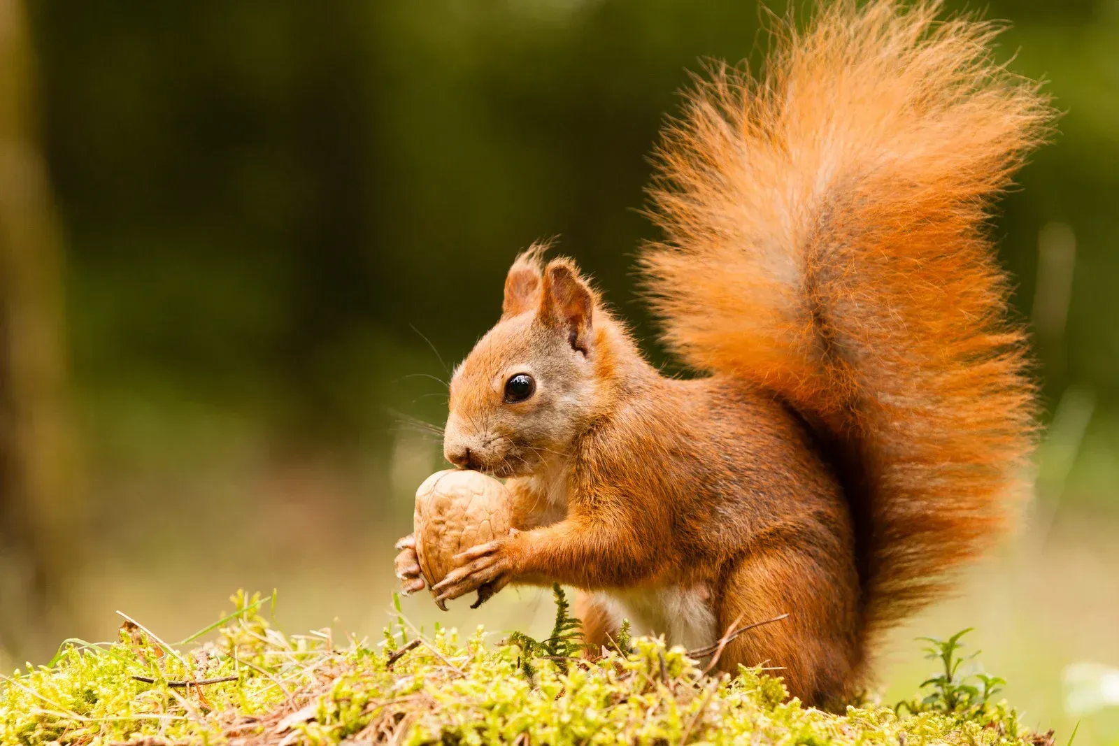 A red squirrel is eating a nut in the grass.