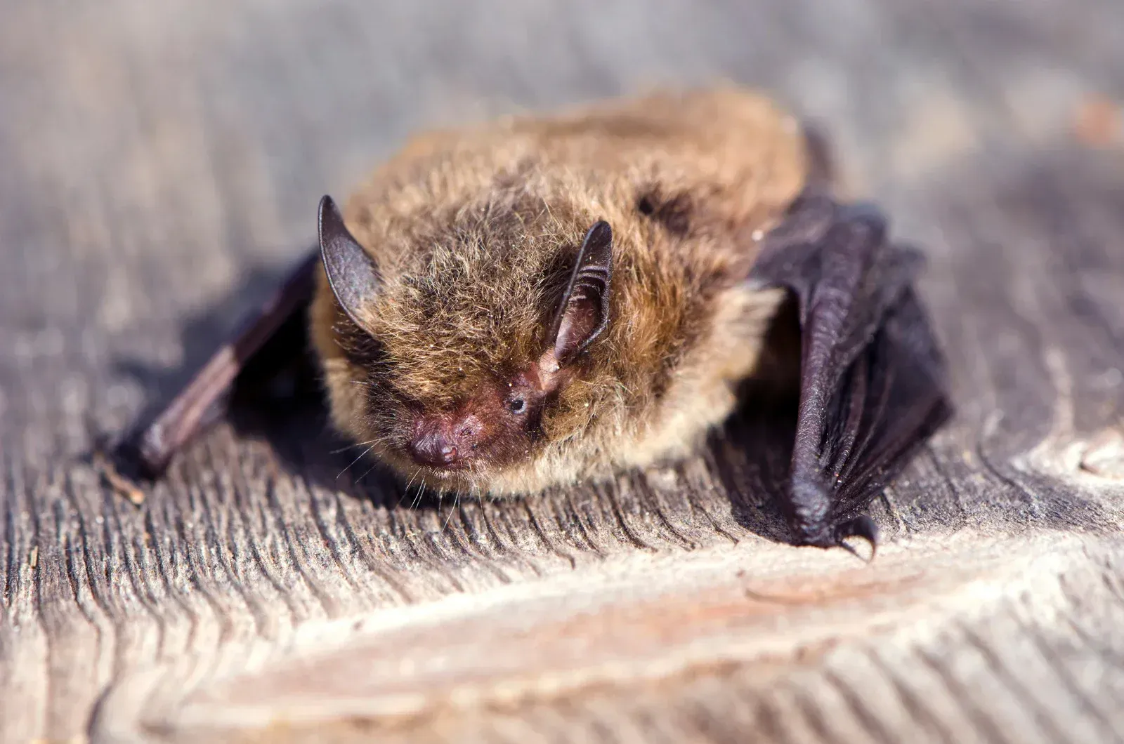 A bat is sleeping on a piece of wood.