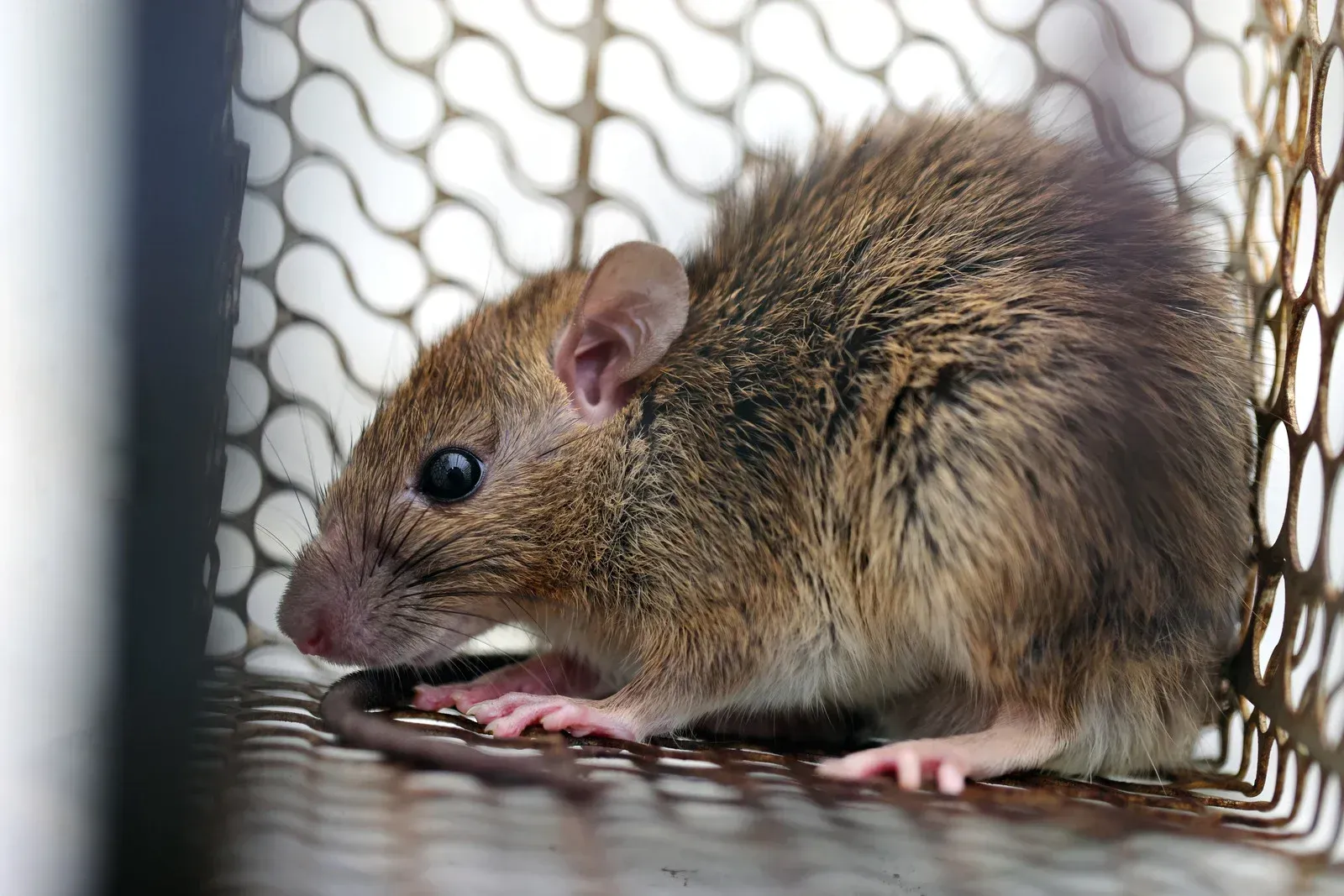 A mouse is sitting in a cage and looking at the camera.