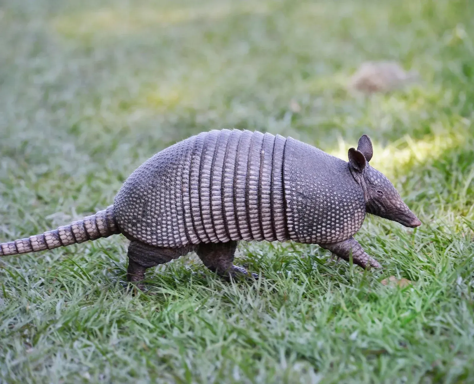 An armadillo is walking across a lush green field.